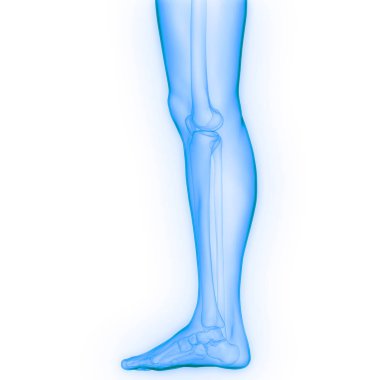 İnsan iskelet sistemi ayak eklemleri anatomisi. 3d 