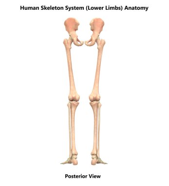 İnsan iskelet sistemi kalça kemiği anatomisi