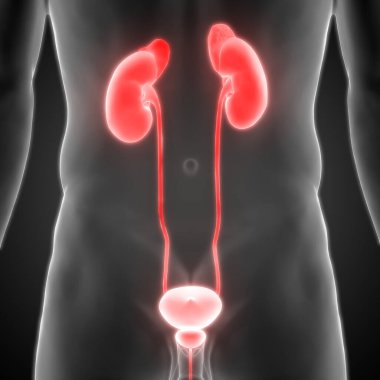 İdrar torbası anatomisi olan erkek idrar sistemi böbrekleri. 3d