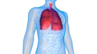 İnsan Solunum Sistemi Akciğerleri Anatomisi. Üç Boyut 