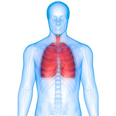 İnsan Solunum Sistemi Akciğerleri Anatomisi. Üç Boyut 