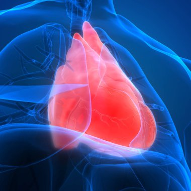 İnsan Solunum Sistemi Akciğerleri Anatomisi. Üç Boyut 