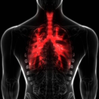 İnsan Solunum Sistemi Akciğerleri Anatomisi. Üç Boyut 