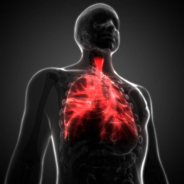İnsan Solunum Sistemi Akciğerleri Anatomisi. Üç Boyut 
