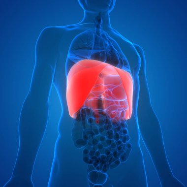 İnsan Diyaframı Anatomisi. 3d