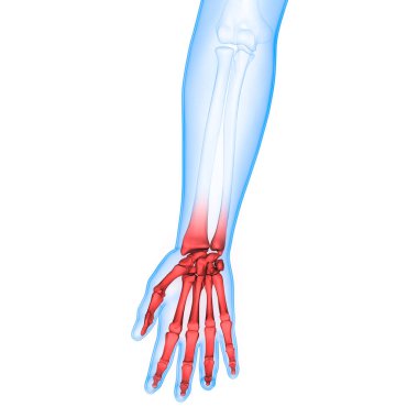 İnsan iskelet sistemi kemikleri (Eller) anatomisi. Üç Boyut 