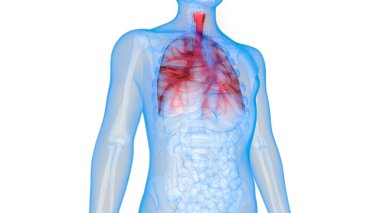 İnsan Solunum Sistemi Akciğerleri Anatomisi. Üç Boyut 