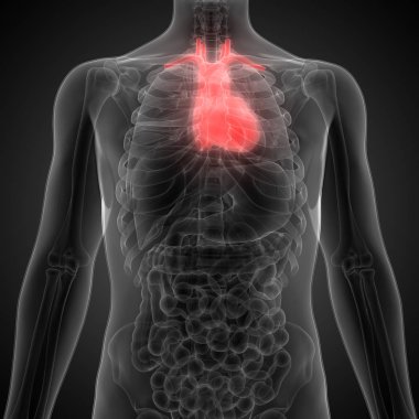 İnsan Dolaşım Sistemi Kalp Anatomisi. Üç Boyut