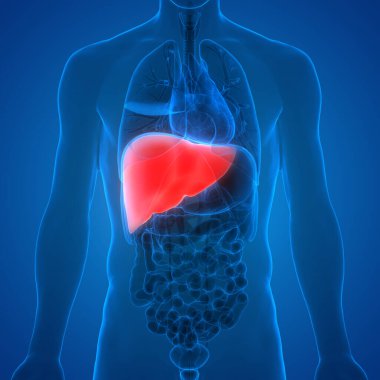 İnsan İç Sindirim Organı Anatomisi. Üç Boyut 