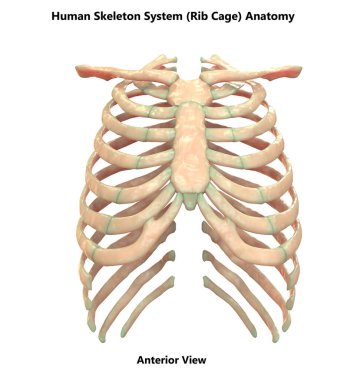 İnsan İskelet Sistemi Eksensel İskelet Anatomisi Posterior View. 3d 
