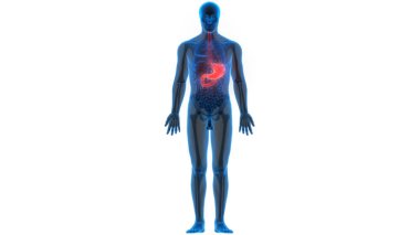 İnsan sindirim sistemi mide anatomisi. Üç Boyut 