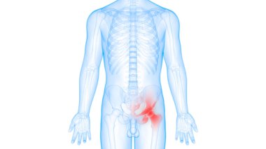 İnsan iskeleti kemik eklemleri anatomisi. Üç Boyut