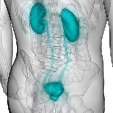 İdrar torbası anatomisi olan erkek idrar sistemi böbrekleri. 3d