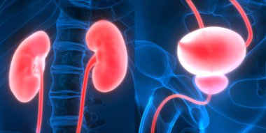 İdrar torbası anatomisi olan insan böbrekleri. Üç Boyut 