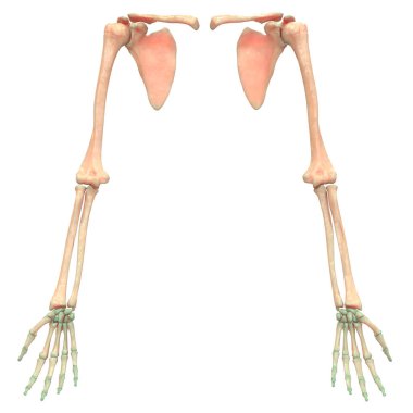 İnsan iskelet sistemi kemikleri (Eller) anatomisi. Üç Boyut 