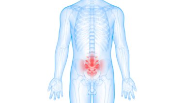 İnsan iskeleti kemik eklemleri anatomisi. Üç Boyut