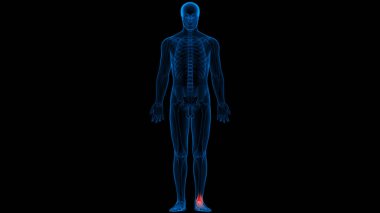 İnsan iskeleti kemik eklemleri anatomisi. Üç Boyut