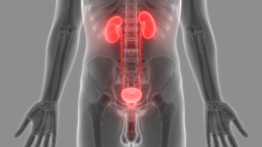 İdrar torbası anatomisi olan insan böbrekleri. Üç Boyut
