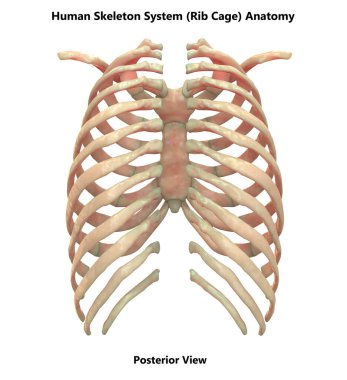İnsan İskelet Sistemi Eksensel İskelet Anatomisi Posterior View. 3d 