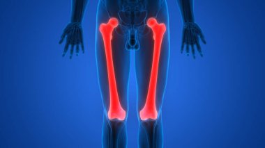 İnsan iskeleti kemik eklemleri anatomisi. Üç Boyut