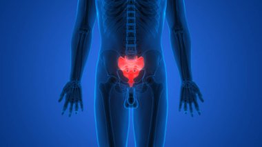 İnsan iskeleti kemik eklemleri anatomisi. Üç Boyut 