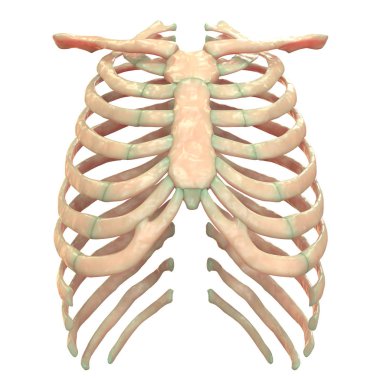 İnsan İskelet Sistemi Eksensel İskelet Anatomisi Posterior View. 3d 