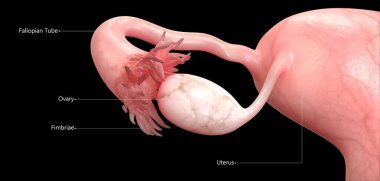 Kadın Üreme Sistemi Anatomisi. Üç Boyut