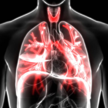 İnsan Solunum Sistemi Akciğerleri Anatomisi. Üç Boyut 