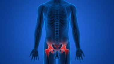 İnsan iskelet sistemi kalça kemiği anatomisi