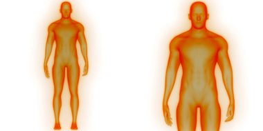İnsan Kas Vücut Anatomisi. 3d