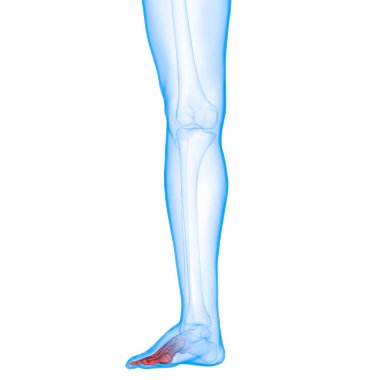 İnsan iskelet sistemi ayak eklemleri anatomisi. 3d 