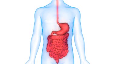 İnsan Sindirim Sistemi Anatomisi. Üç Boyut