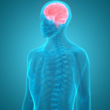 İnsan Sinir Sistemi Anatomisi Merkezi Organı. 3d 