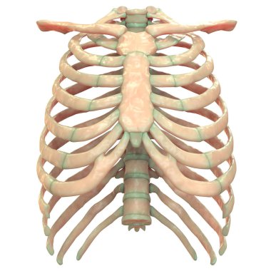 İnsan İskelet Sistemi Eksensel İskelet Anatomisi Posterior View. 3d 