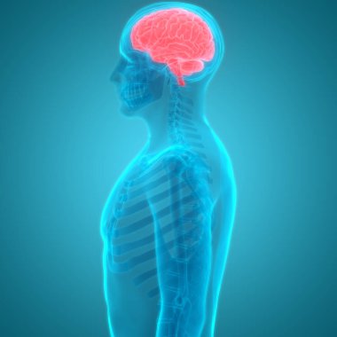 İnsan Sinir Sistemi Anatomisi Merkezi Organı. 3d 