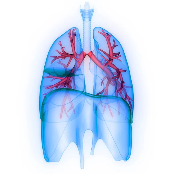 인간의 Human Respiratory System Lungs Anatomy — 스톡 사진