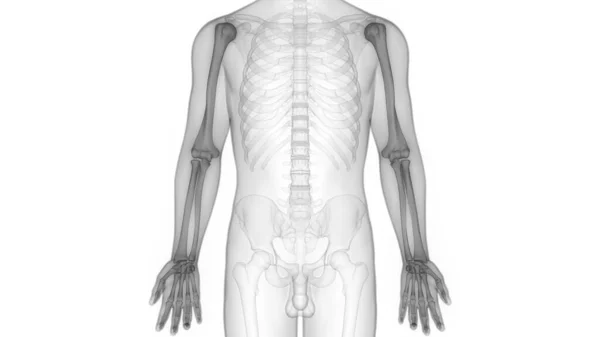 Inggris Human Skeleton System Bone Joints Anatomy — Stok Foto