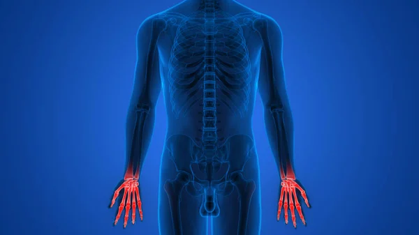 Human Skeleton System Bones Hands Anatomy — стокове фото