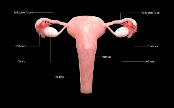 Anatomía Del Sistema Reproductivo Femenino — Foto de Stock