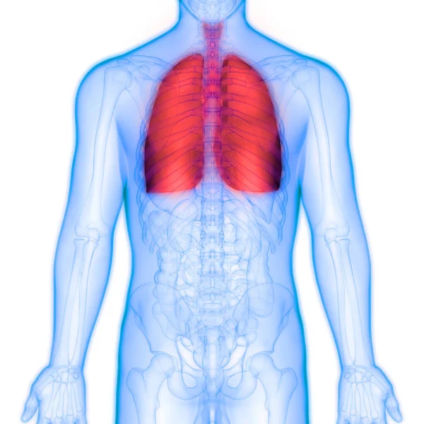 Anatomia Polmonare Del Sistema Respiratorio Umano — Foto Stock