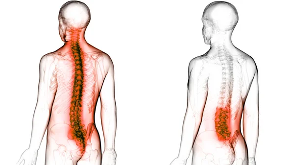 Nsan Iskeleti Anatomisinin Omurgası — Stok fotoğraf