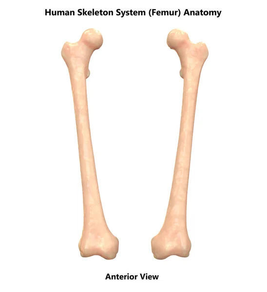 Nsan Iskeleti Bacak Eklemleri Anatomi — Stok fotoğraf