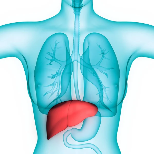 Ludzki Wewnętrzny Organ Trawienny Anatomia Wątroby — Zdjęcie stockowe