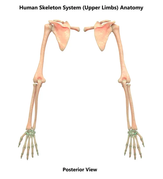 Ludzki Szkielet Kości Ręce Anatomia — Zdjęcie stockowe