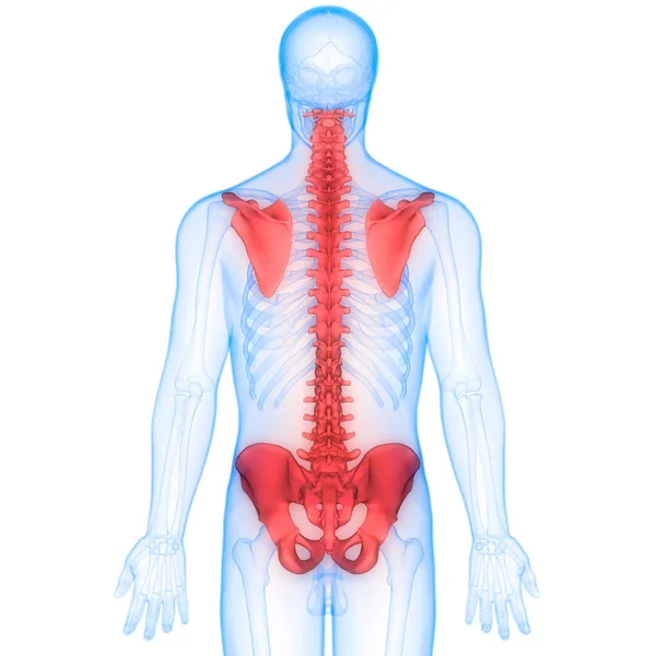 Sistema Esquelético Humano Anatomía Las Articulaciones Óseas —  Fotos de Stock