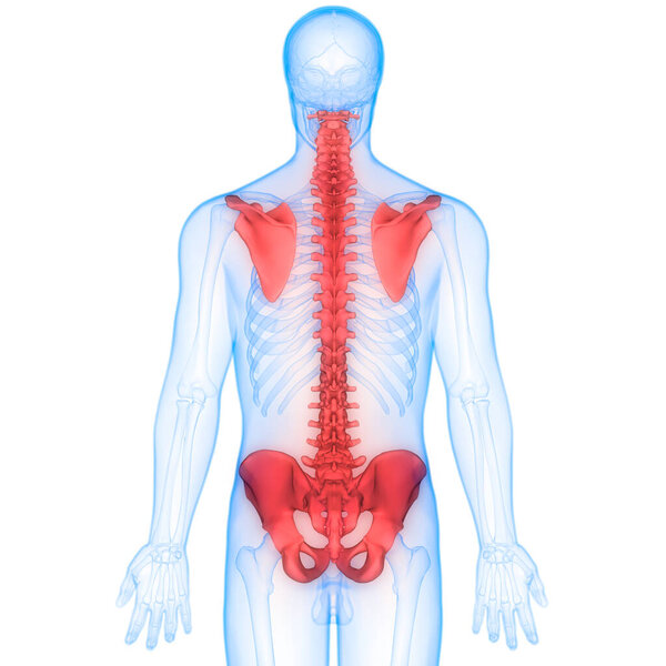 Human Skeleton System Bone Joints Anatomy. 3D