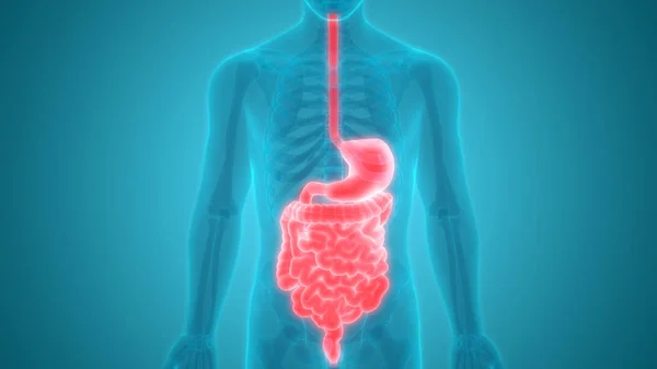 Human Digestive System Stomach Intestine Anatomy — Stock Photo, Image