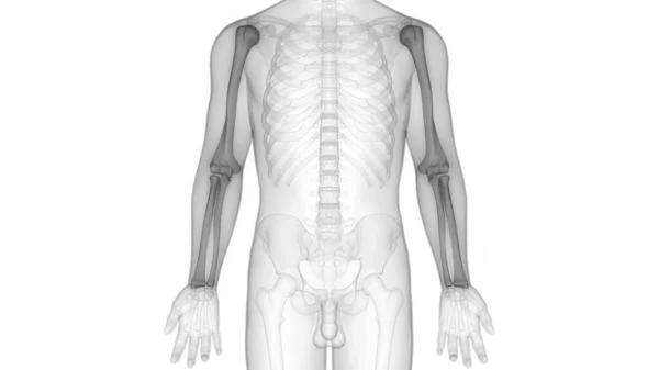 Inggris Human Skeleton System Bone Joints Anatomy — Stok Foto