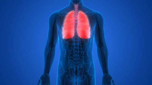 Human Respiratory System Lungs Anatomy — Stock Photo, Image