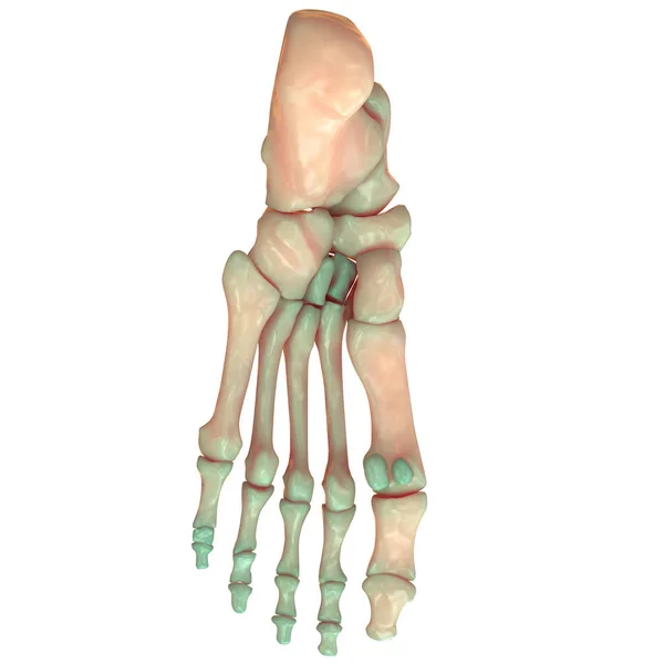 人体骨骼系统足部结合部解剖 — 图库照片